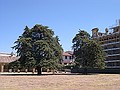 due bei alberozzi nel giardino antistante la Reggia.