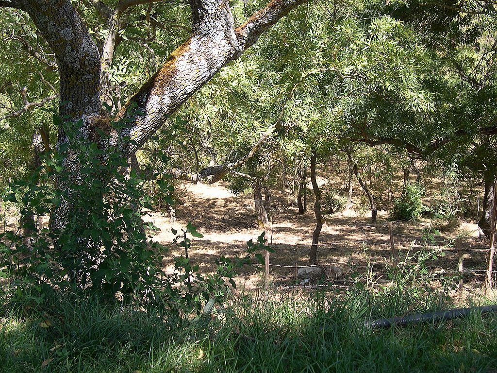 foto del bosco..........