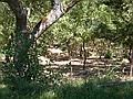 foto del bosco..........