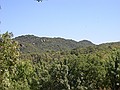 un'altra foto della macchia verde....