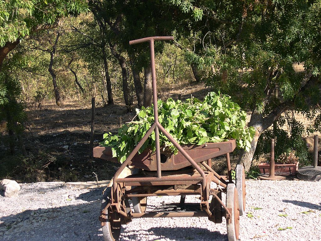 verdura.......